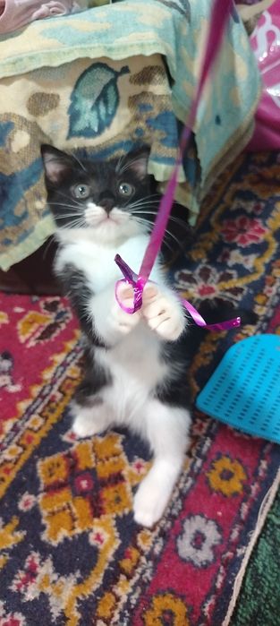 Продаётся котёнок девочка