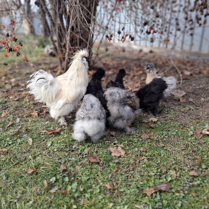 Куры китайские шёлковые