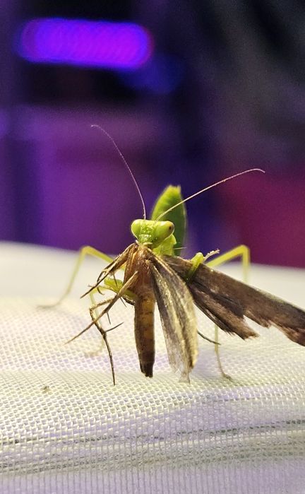 Древесные богомолы