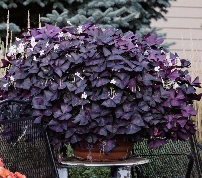 Грудки оксалис детелина