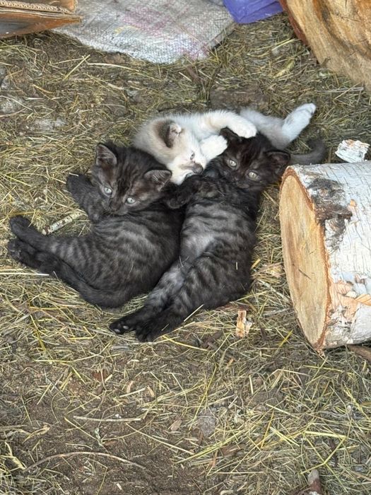 Отдам.         котят