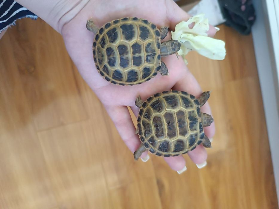 Тошбака-Черепахи