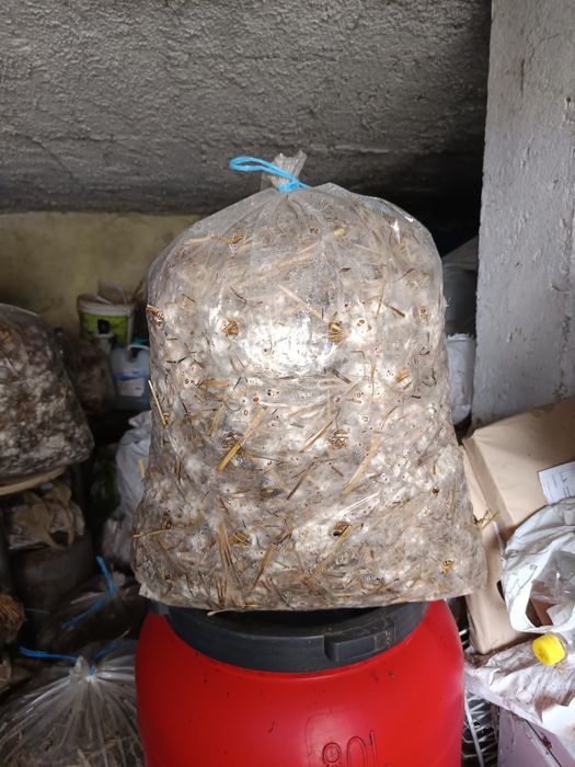Saci gata însămânțați cu ciuperci pleurotus ostreatus,shiitake ,eryngi