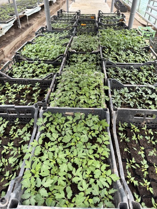 Рассада для огорода