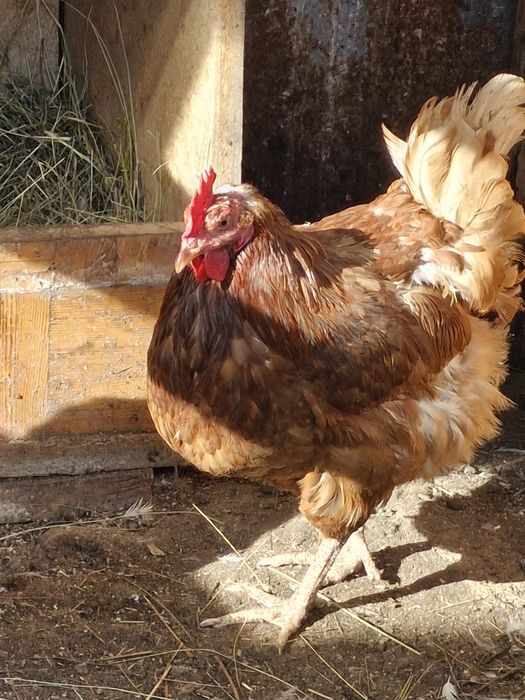 Продам домашних курей