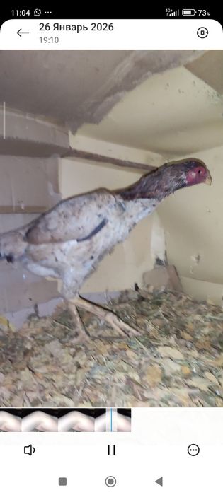 Бойтсовы дакан куры