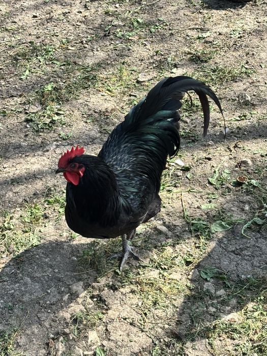 Cocosi Australorp