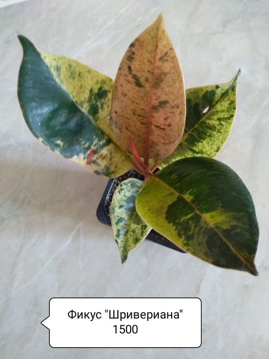 Продам Фикусы разные