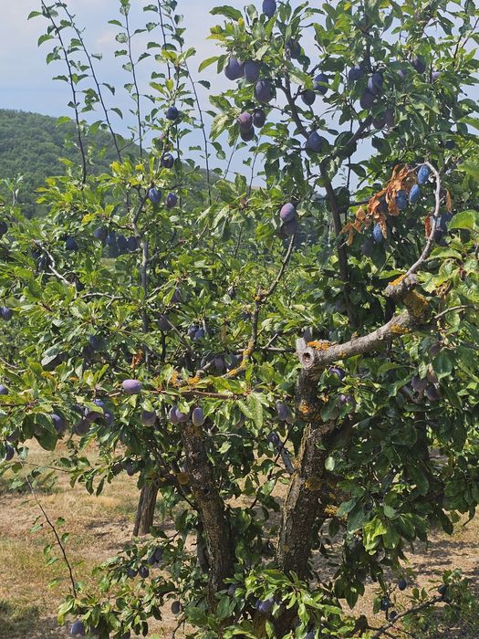 Vând prune de țuică din soiul  D'arjan și Stanley