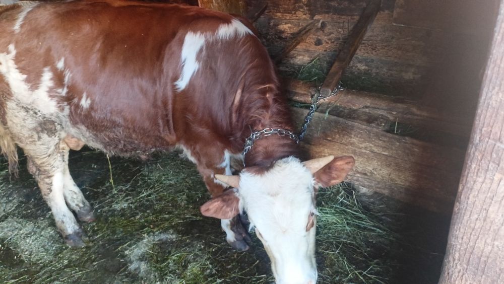 Vând vițel de 7 luni