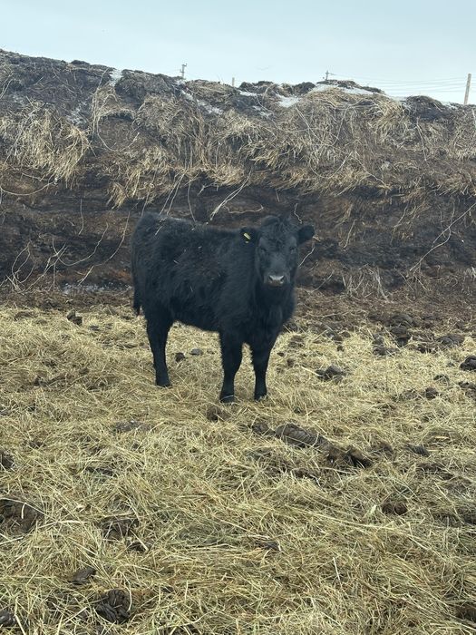 Продам тёлки ангус