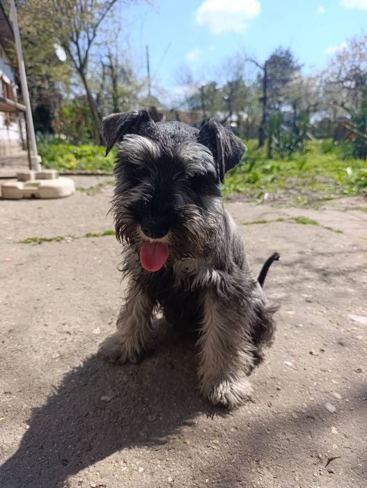 Цверк мини шнауцер