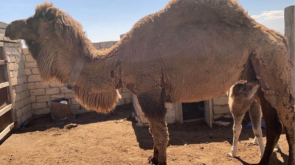 Боталы түйе сатылады