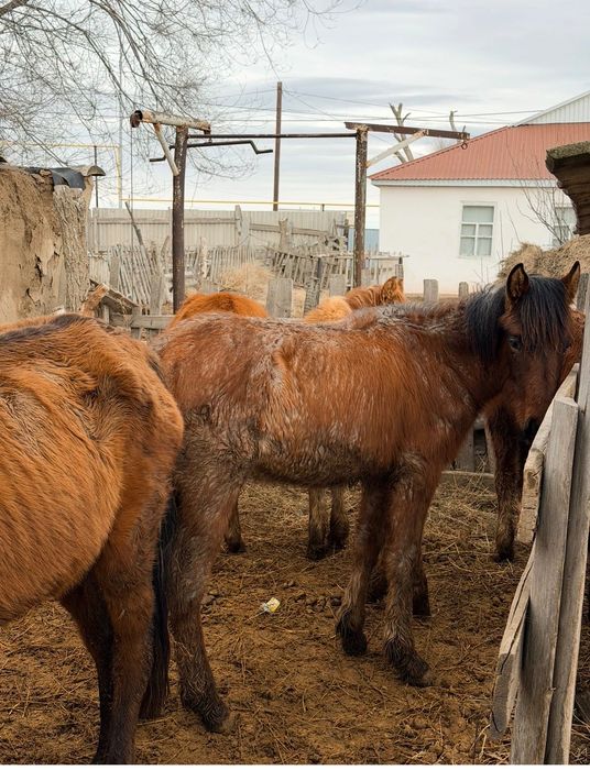 Лощади, жабағы, тай, жылқы