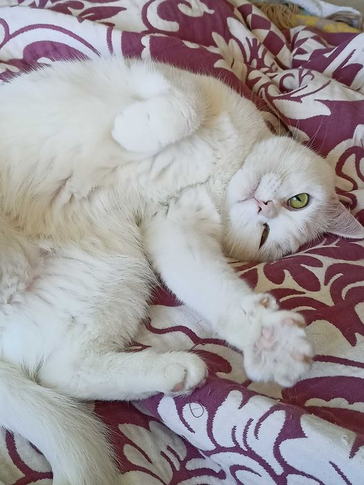 Ищем любящий дом для кошечки