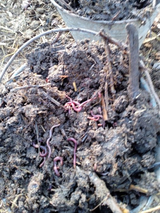 Kaliforna chuvalchang kafolat bilan