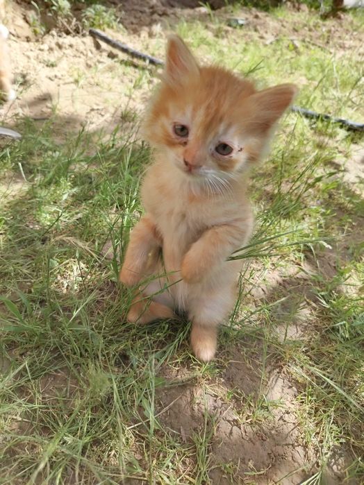 Mushuk bolasi sotiladi. Scottish fold