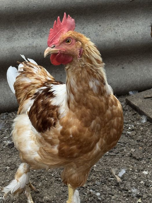 Продаются петухи ,различного окраса