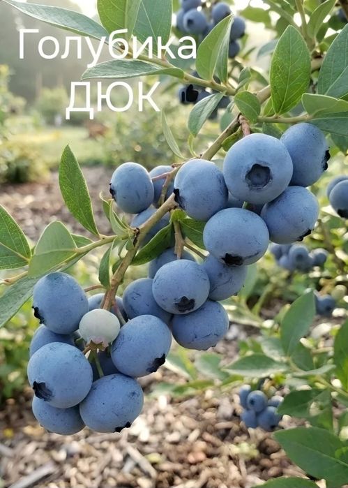 Golubika. Голубика. 4 йиллик голубикалар сотилади мевага кирган