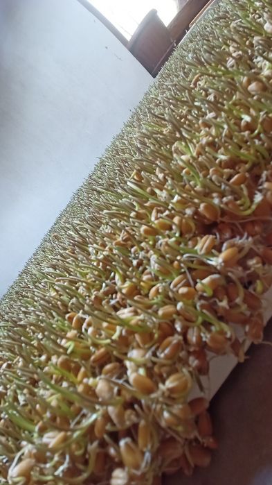 Бугдой сумалак учун