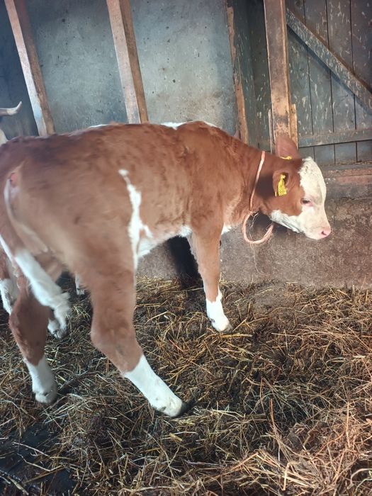 De vanzare vitea balțata