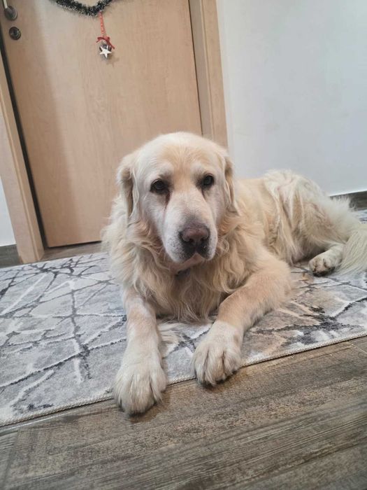 Pet Sitter particular