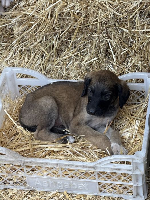 Тазы күшіктер сатылады