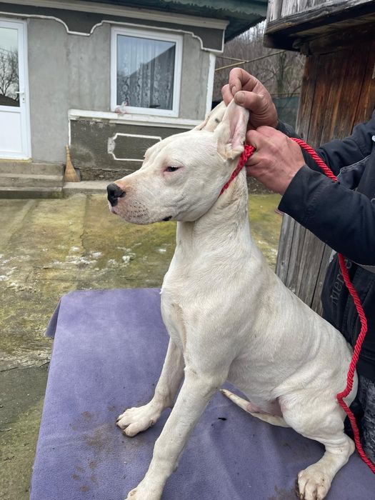 Mascul Dog Argentinian/Pedigree