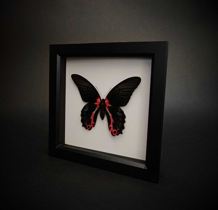 Истинска пеперуда в рамка , Уникален подарък , Препарирани пеперуди