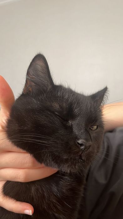 Отдам даром в добрые руки