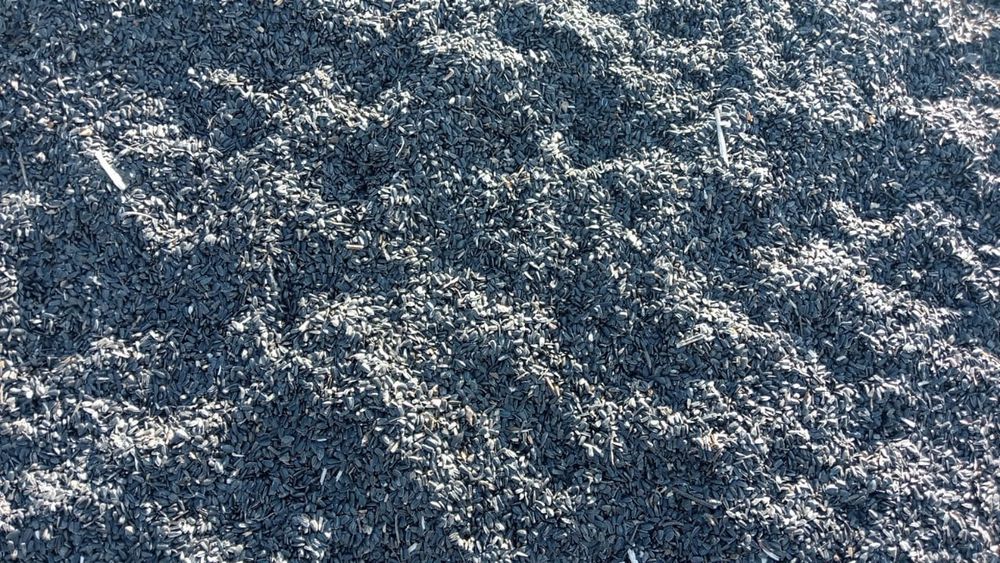 Продам Семечку подсолнух