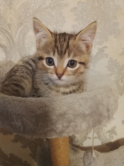 Продам породистого котенка