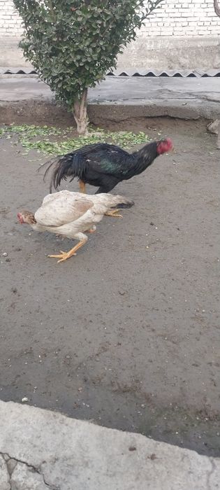 Dakan makiyon sotiladi zoti toza tuhumga kirmagam hali