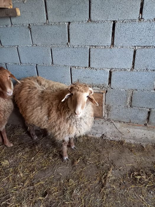 Қошқар 1 жасар, Сек 1.5 жасар