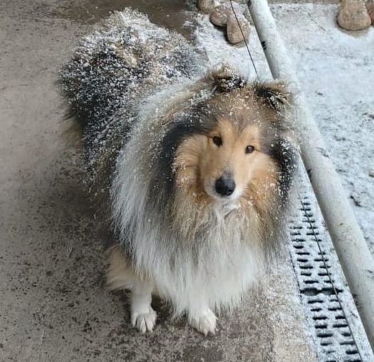 Вязка. Колли ищет невесту. Колли