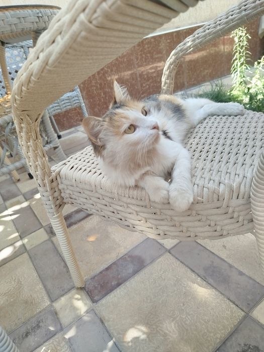 Qizcha mushuk...