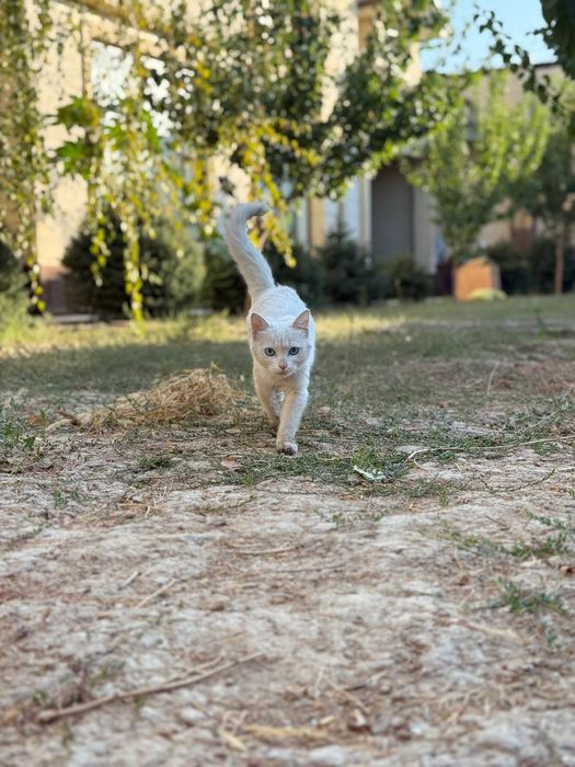 Turk angorasi  Турецкая ангора