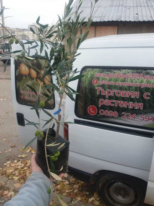 Маслина- налични 2 сорта