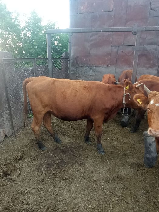 Продам молодняк 1.5 года