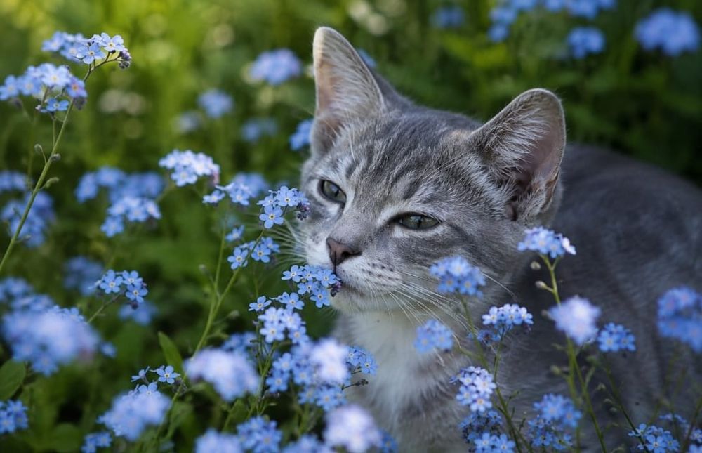 Котята срочно ищут дом!