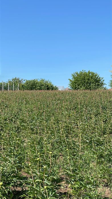 Bujori de gradina