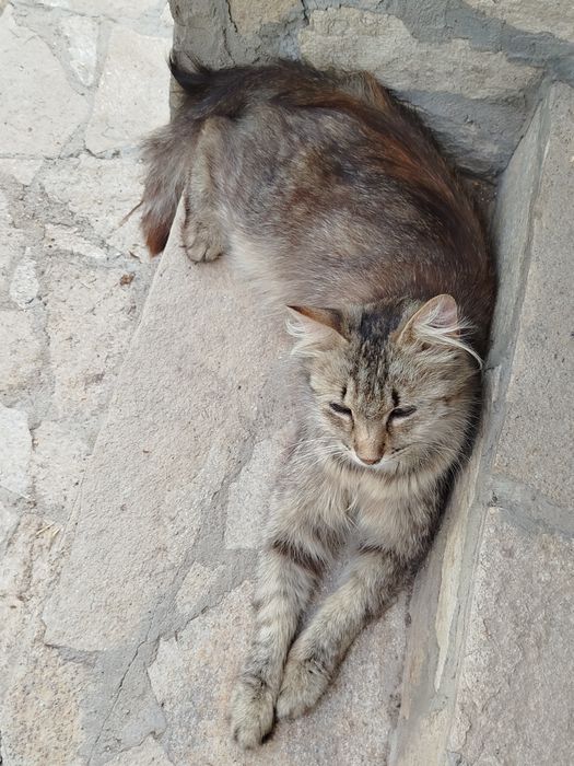 Разкошна котка търси любящ дом