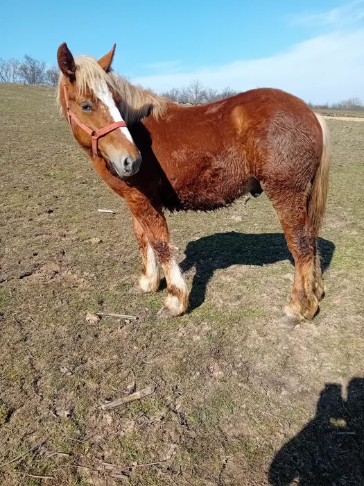 Vând mânz de 11 luni