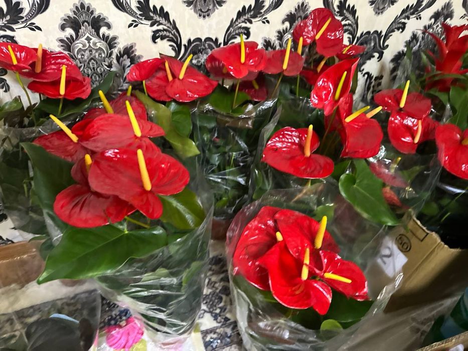 Цветок Антуриум известный как мужское счастье