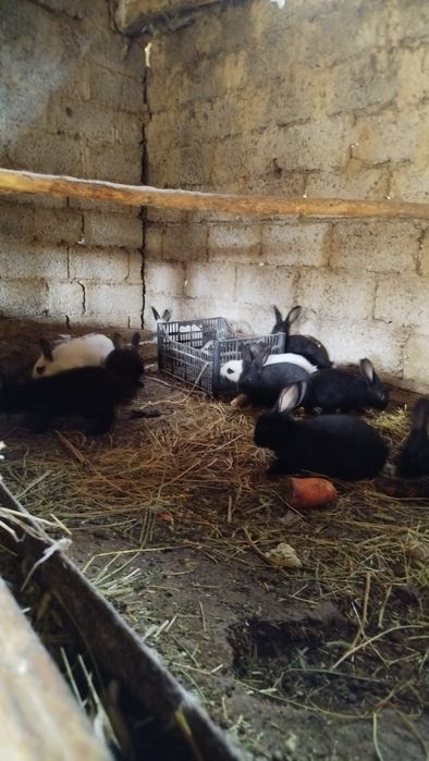 Куёнчалар сотилади