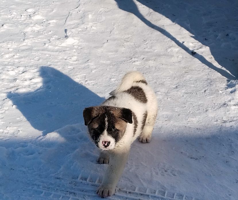 Продам щенков американская акита