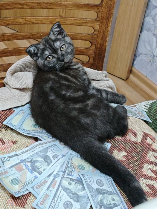Продам котенка скотиш фолд