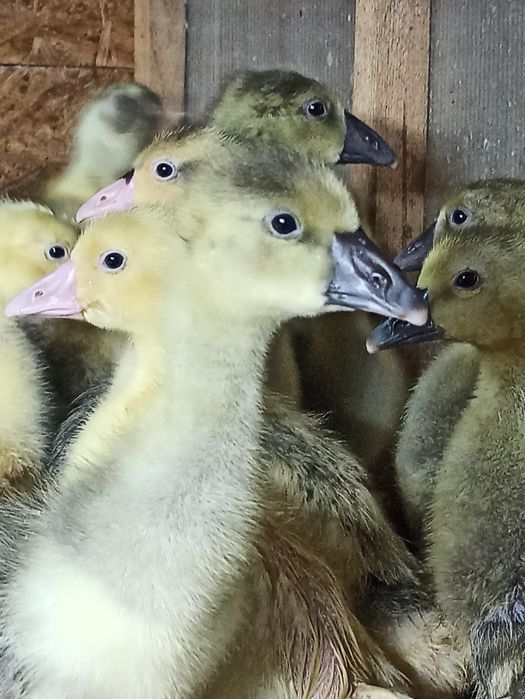 Цыплята, гусята домашние