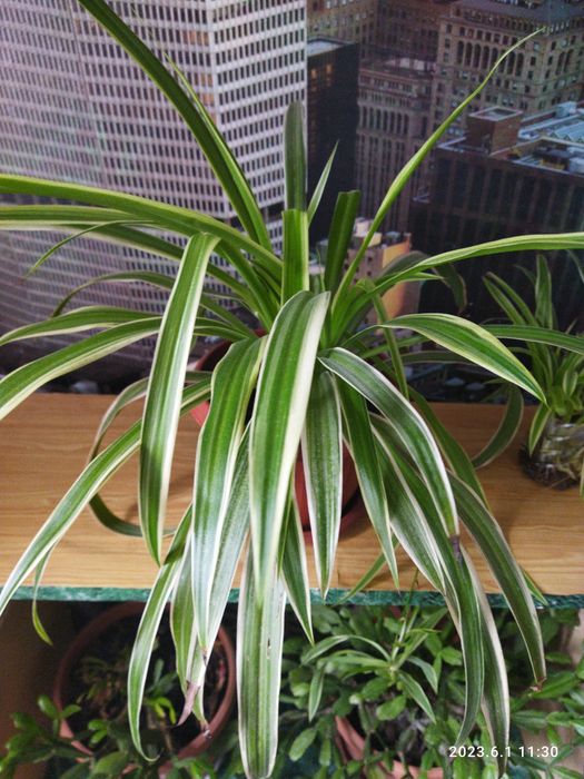 Комнатные цветы продам недорого