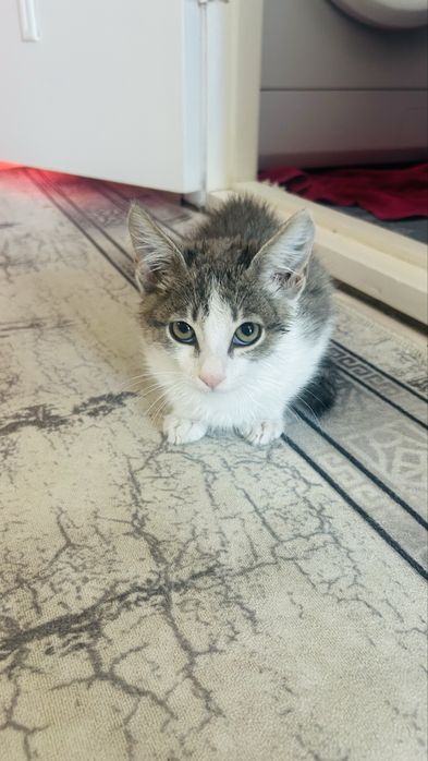 Котенок бесплатно